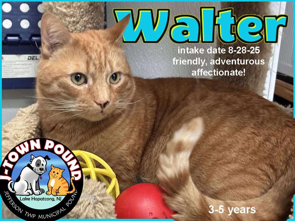Walter, Adoptable, Adult Male Domestic Short Hair.