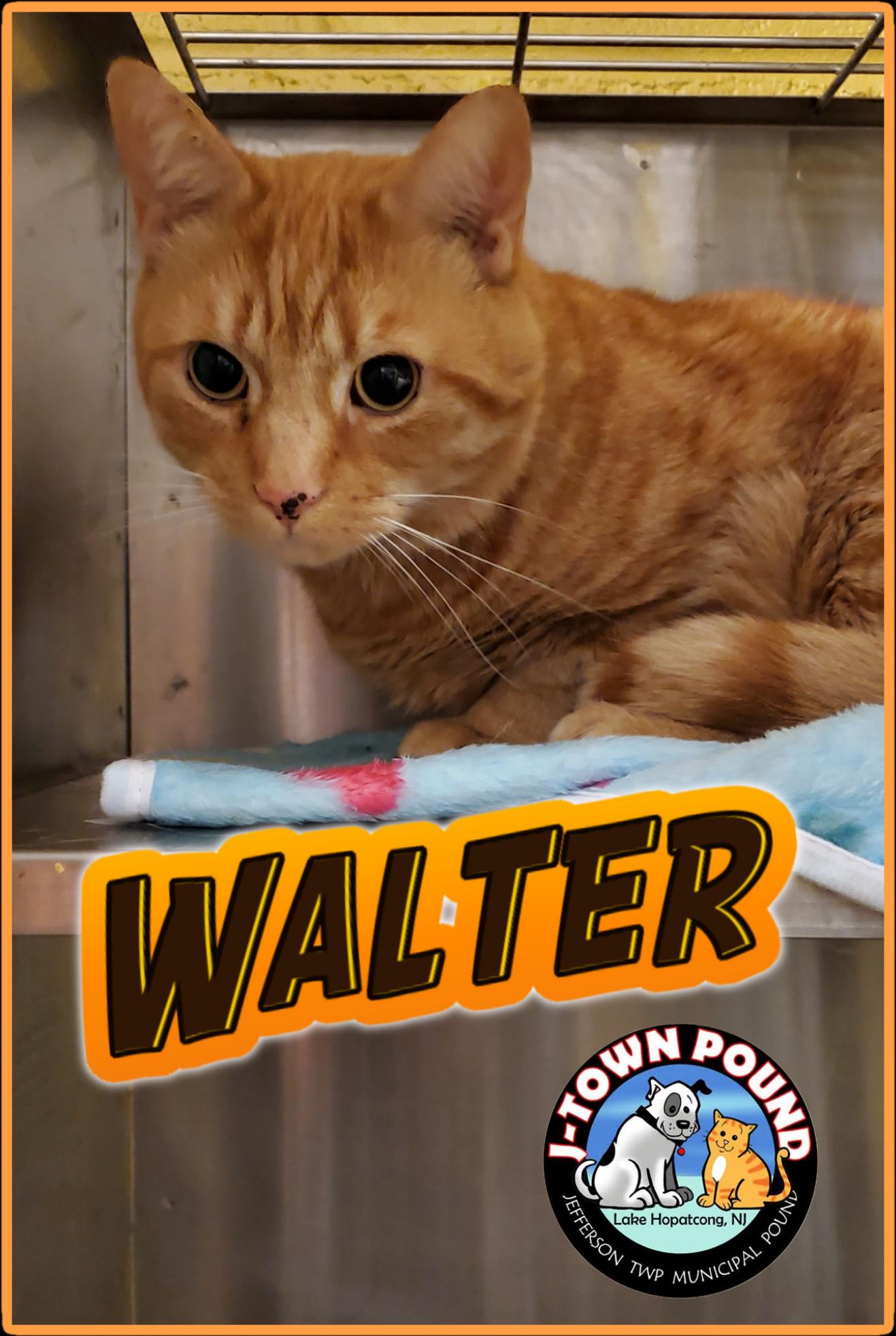 Walter, a Adoptable Domestic Short Hair in Lake Hopatcong, NJ image 1/2