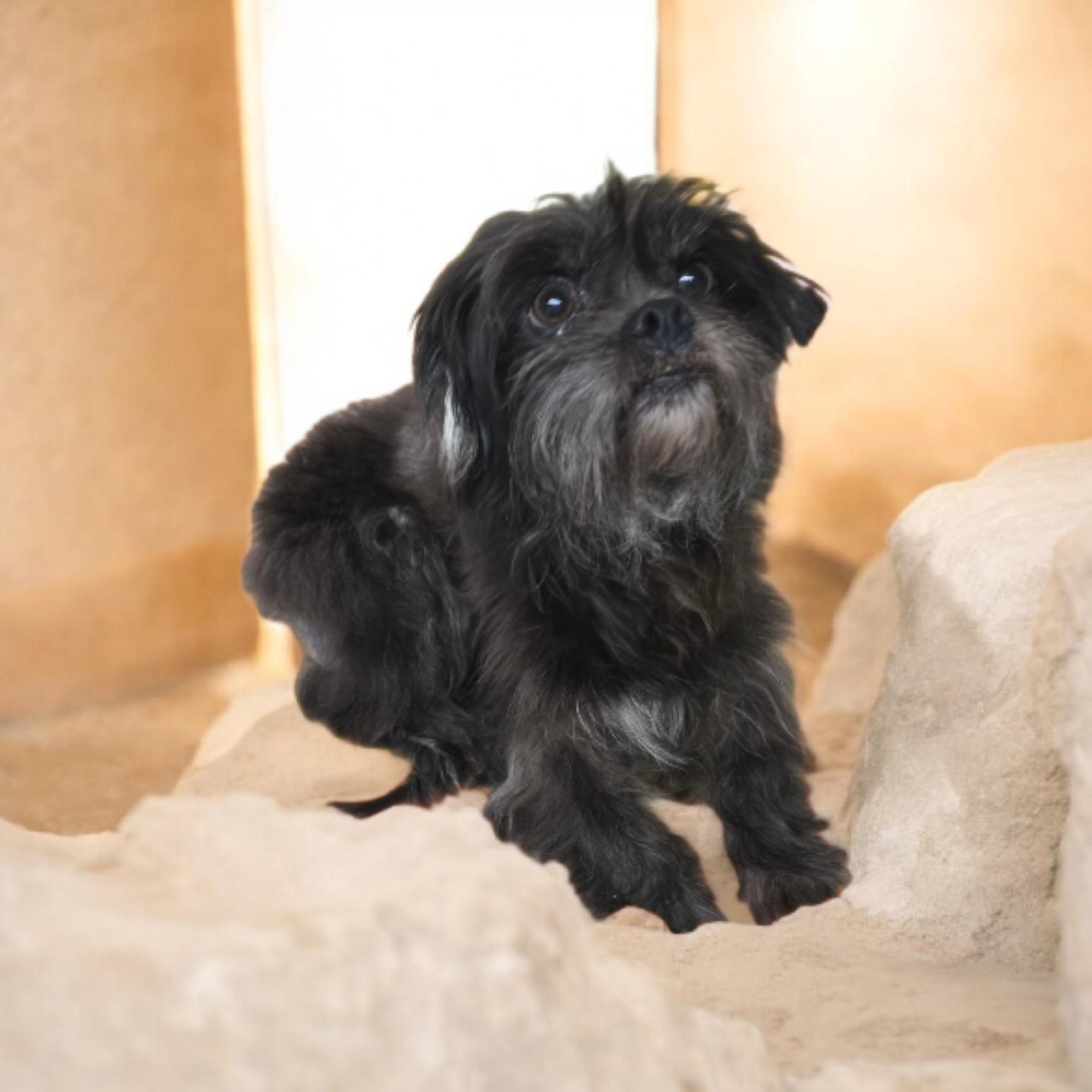 Enlarge Gizmo, an adoptable mixed breed in Dallas, GA image 1/2