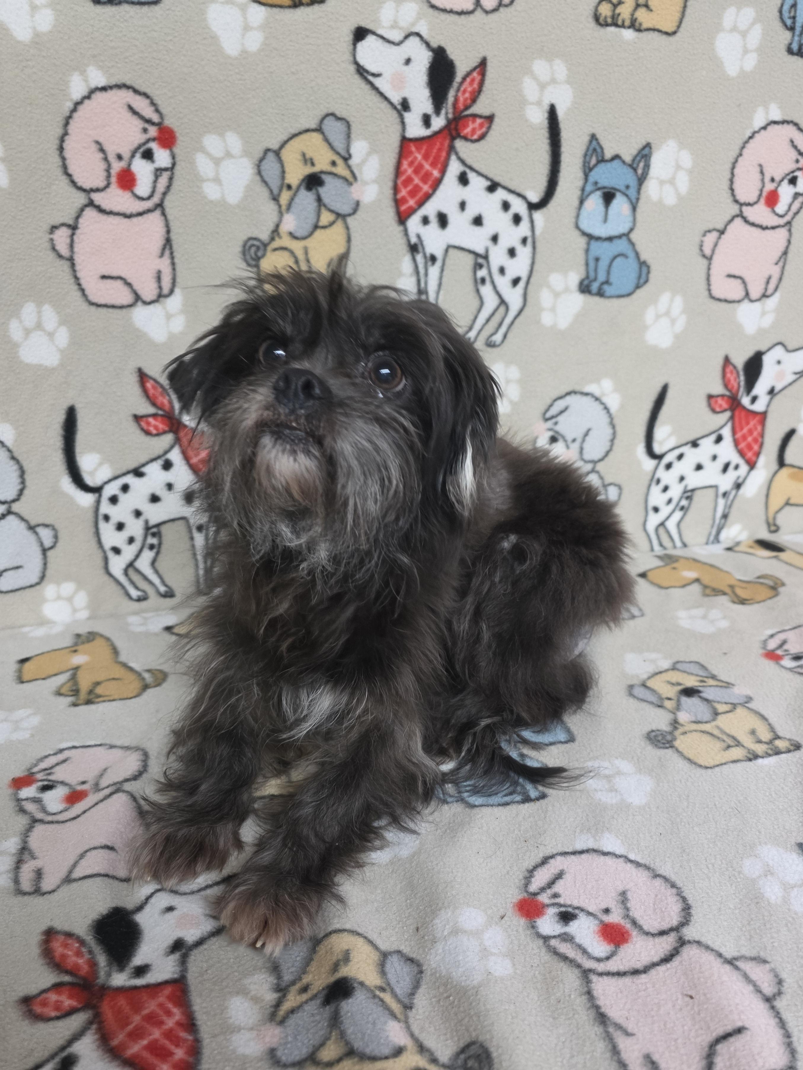 Gregory, a Adoptable mixed breed in Dallas, GA image 2/6