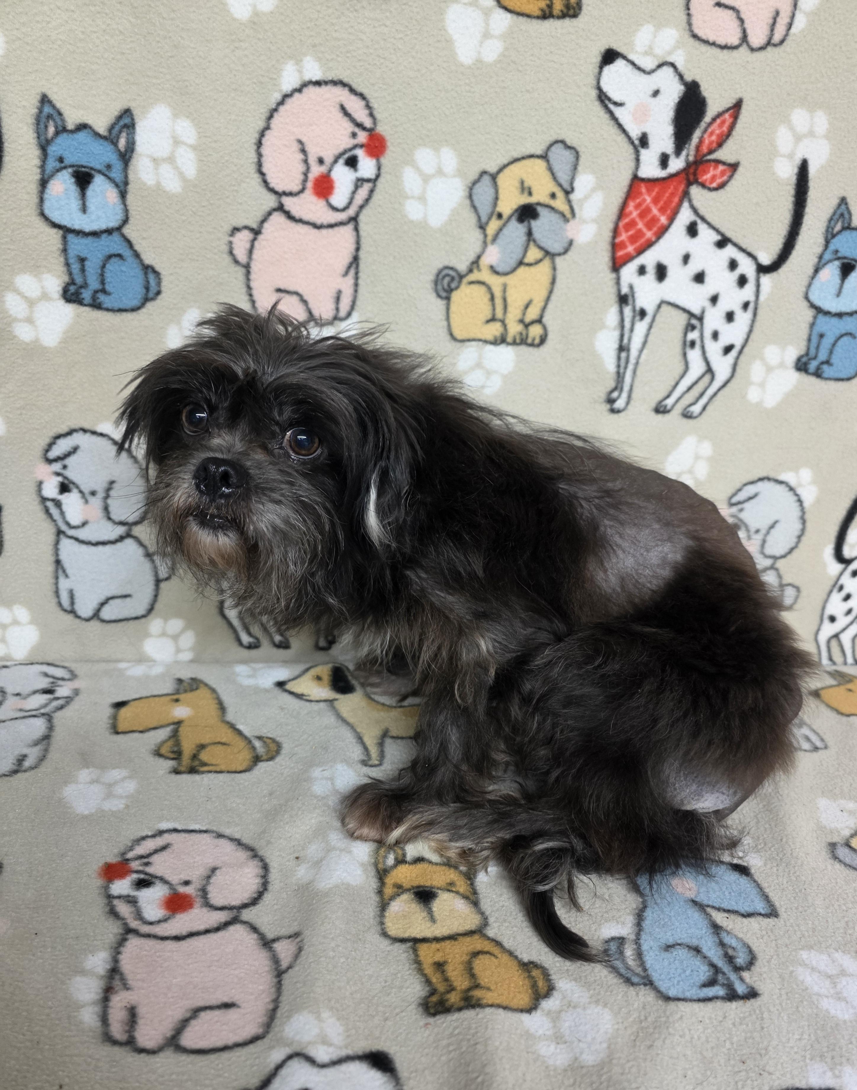 Gregory, a Adoptable mixed breed in Dallas, GA image 3/6