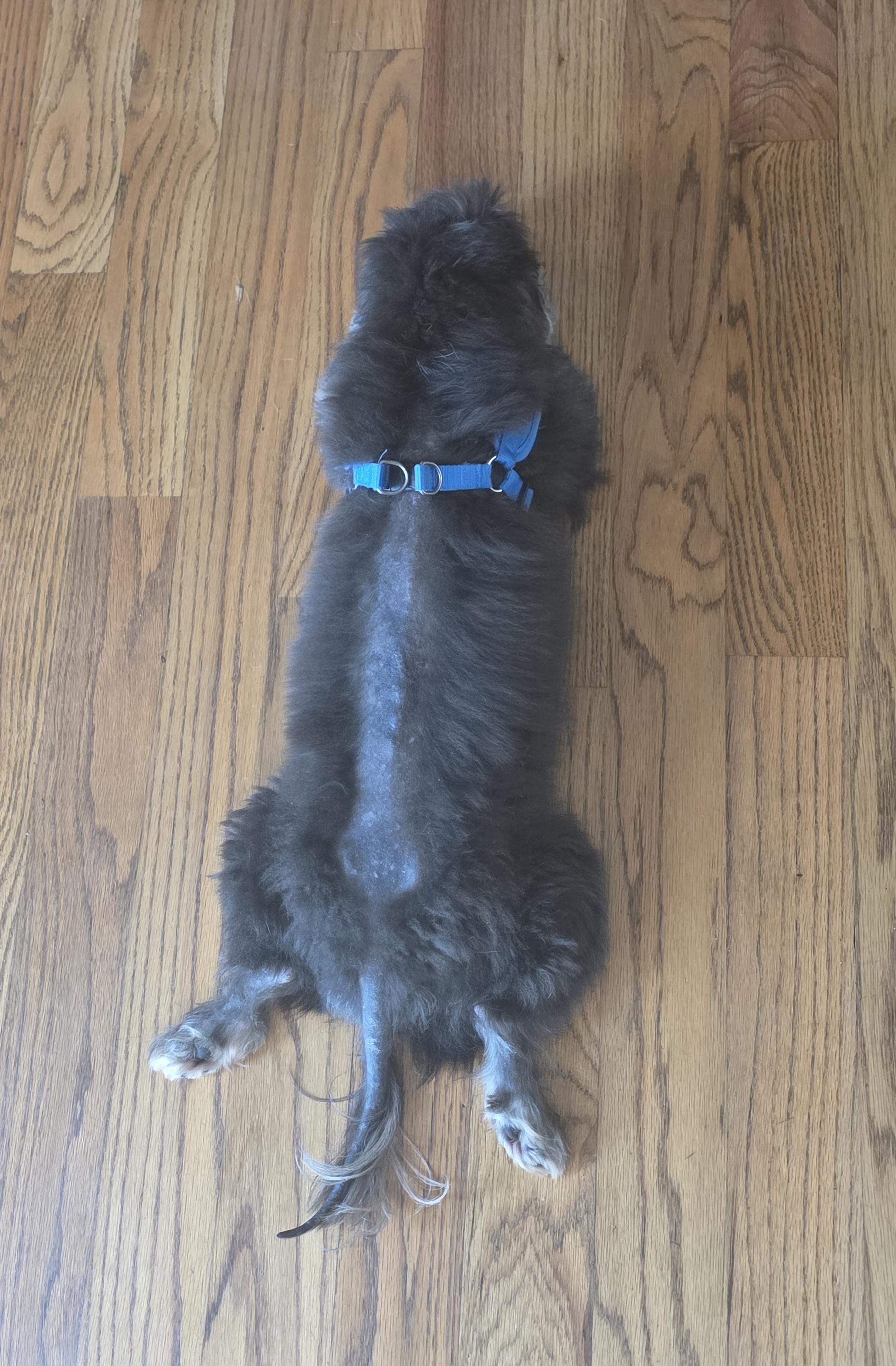 Enlarge Gizmo, an adoptable mixed breed in Dallas, GA image 3/4