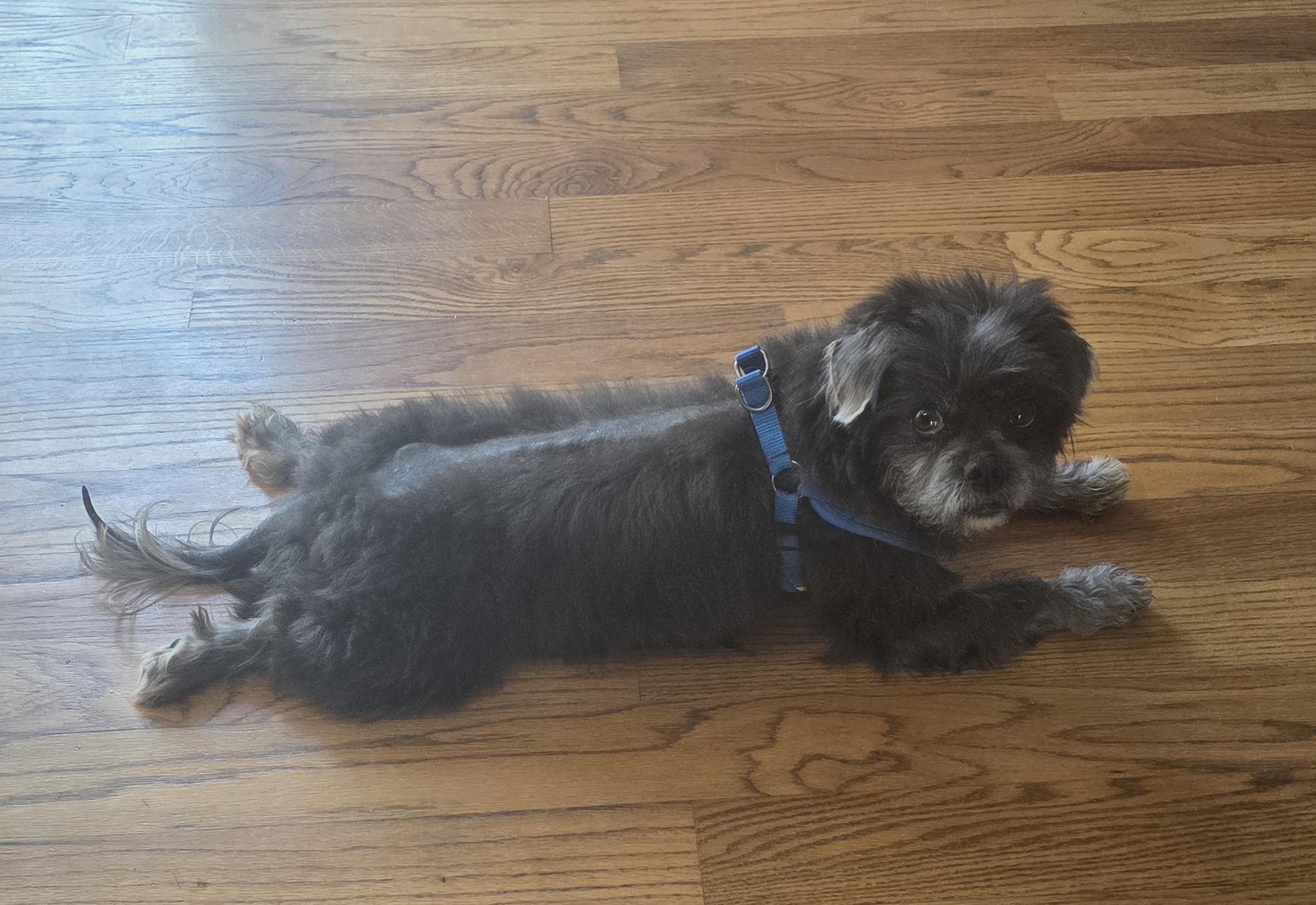 Enlarge Gizmo, an adoptable mixed breed in Dallas, GA image 4/4