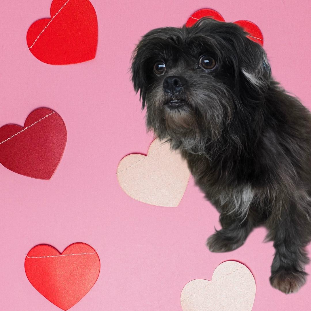 Enlarge Gizmo, an adoptable mixed breed in Dallas, GA image 2/2