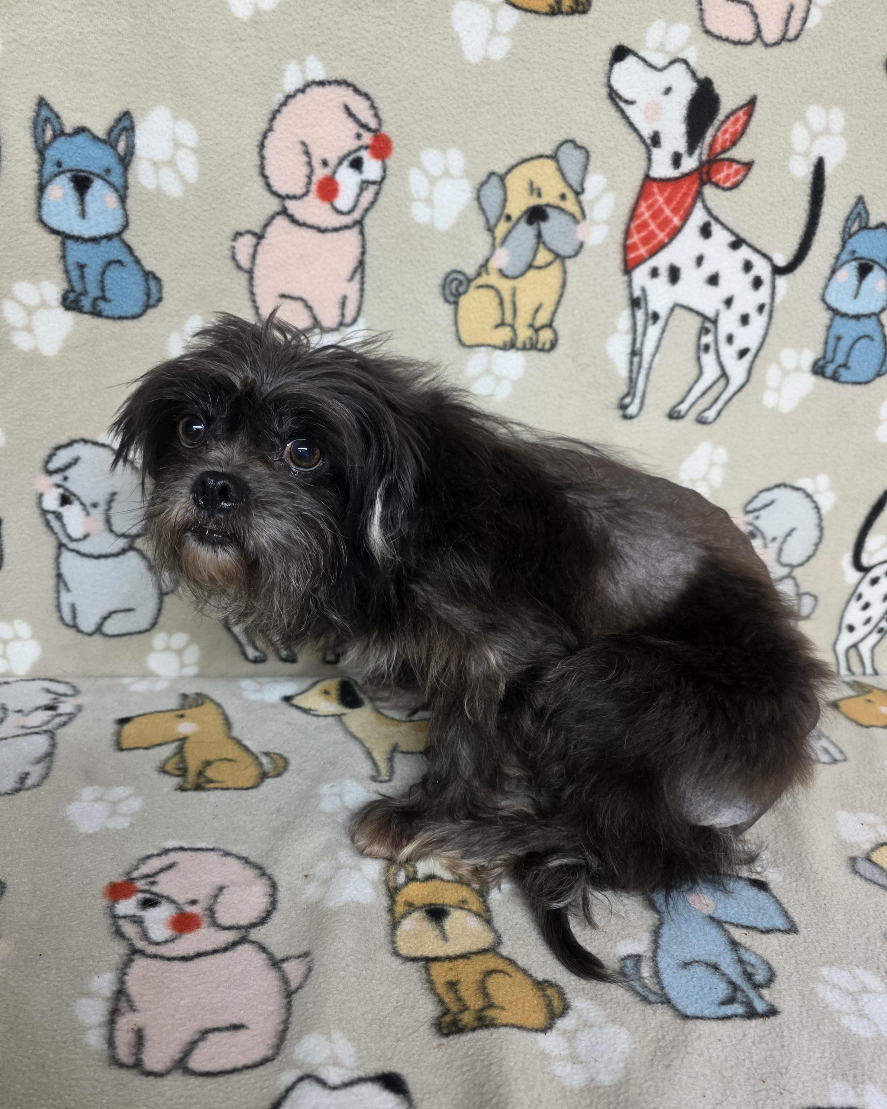 Gregory, a Adoptable mixed breed in Dallas, GA image 4/6