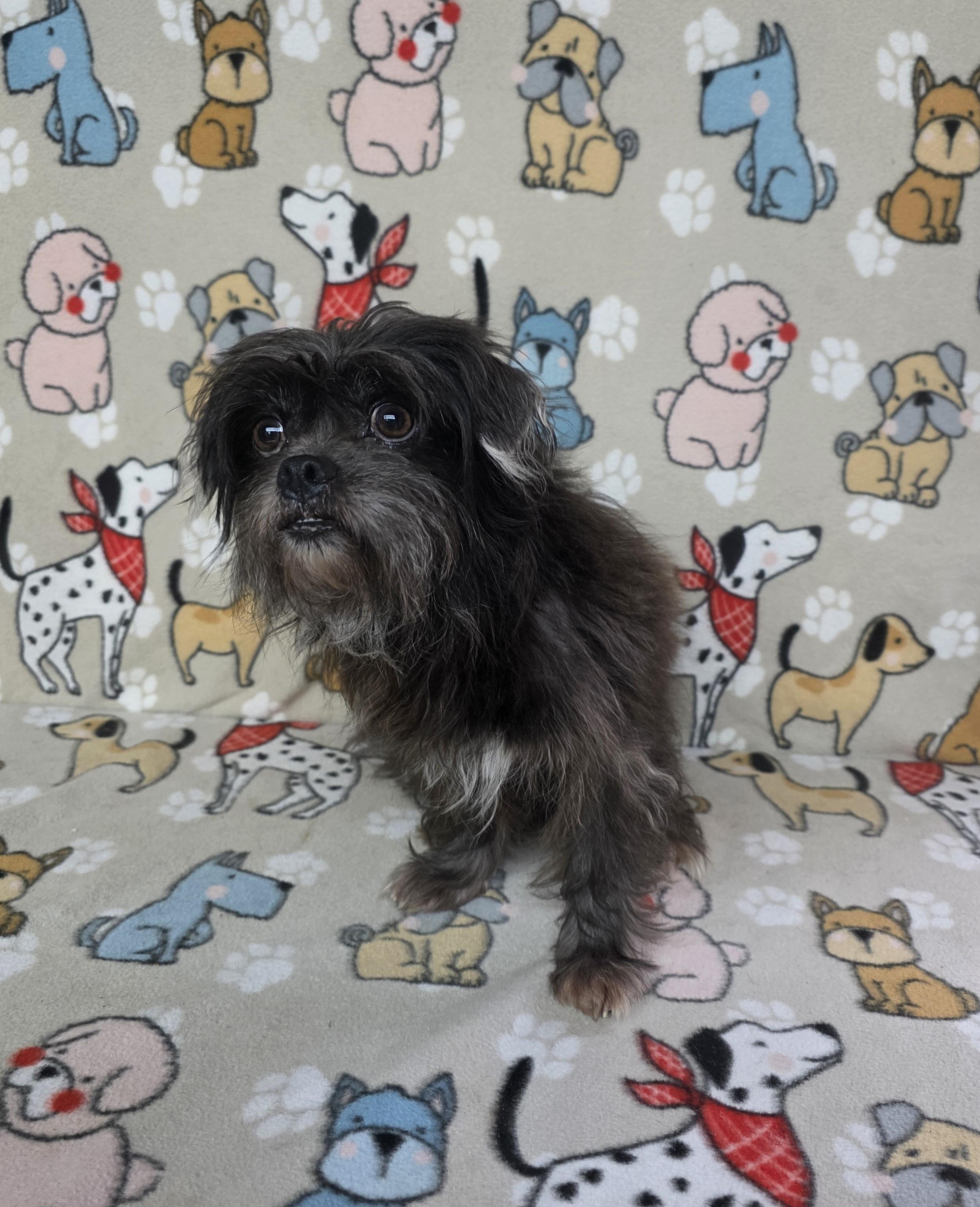 Gregory, a Adoptable mixed breed in Dallas, GA image 5/6