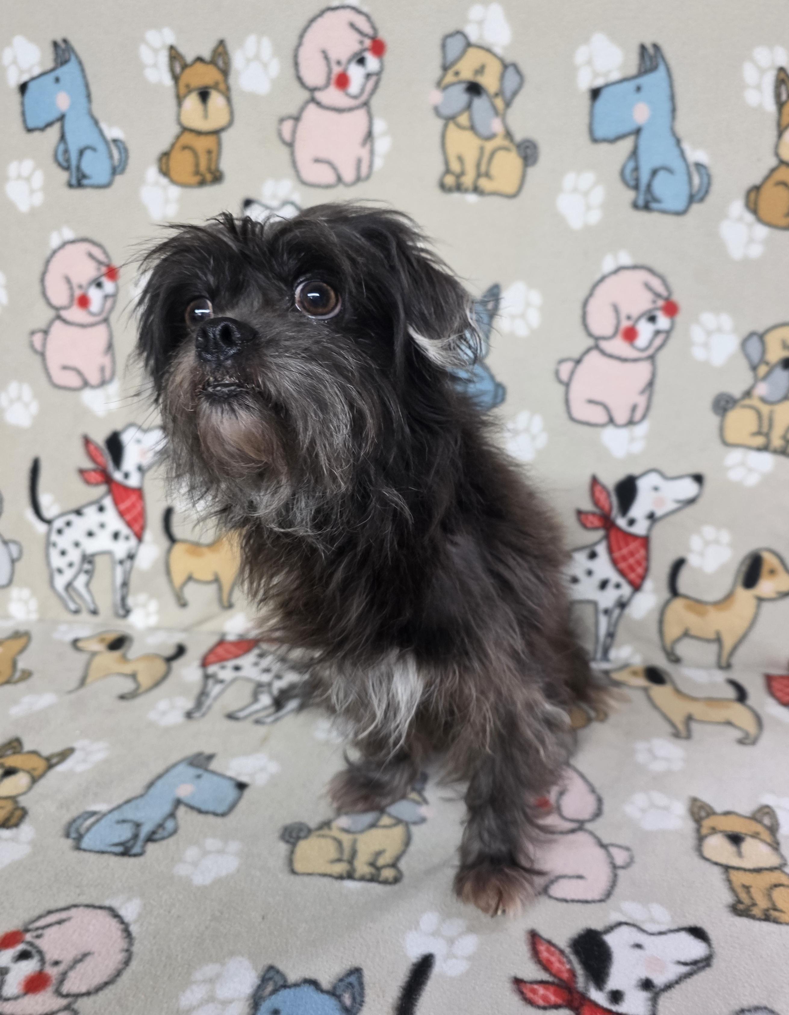 Gregory, a Adoptable mixed breed in Dallas, GA image 6/6