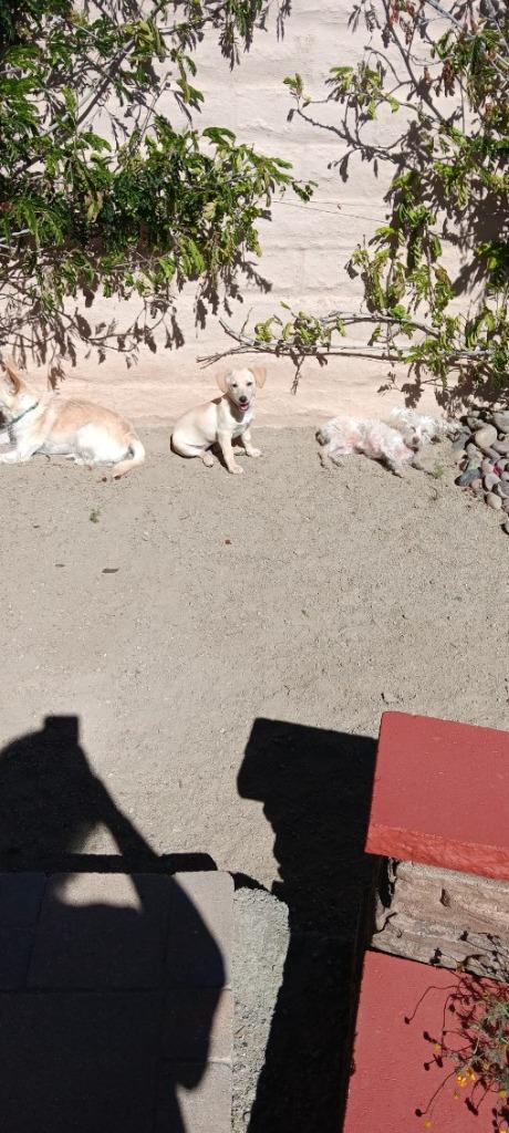 Cindi, Adoptable, Puppy Female Chihuahua & Dachshund.