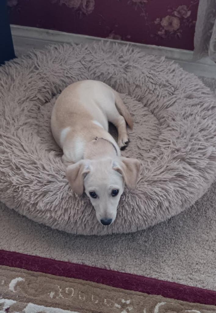 Enlarge Cindi, a Adoptable mixed breed in Coachella, CA image 2/3