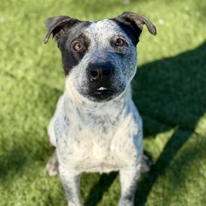 Tasha, ADOPTABLE, Adult Female Australian Cattle Dog / Blue Heeler.