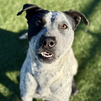 Enlarge Tasha, an adopted mixed breed in Red Bluff, CA image 2/4