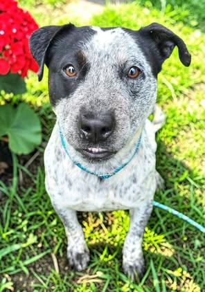 Enlarge Tasha, an adopted mixed breed in Red Bluff, CA image 4/4
