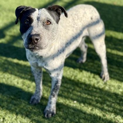 Enlarge Tasha, an adopted mixed breed in Red Bluff, CA image 3/4