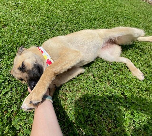 Enlarge Victory , a ADOPTABLE mixed breed in Fayetteville, AR image 4/5