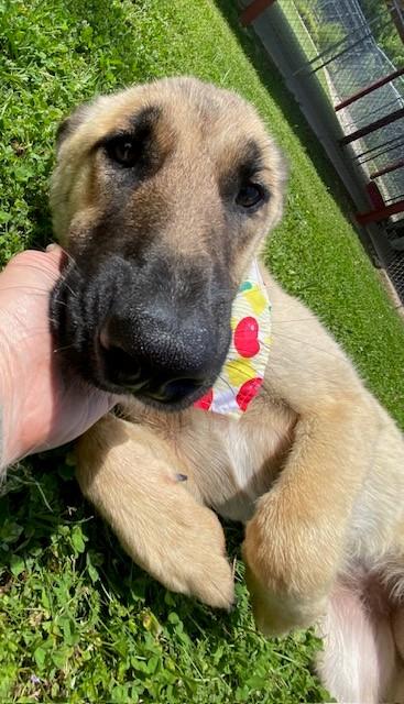 Enlarge Victory , a ADOPTABLE mixed breed in Fayetteville, AR image 2/5