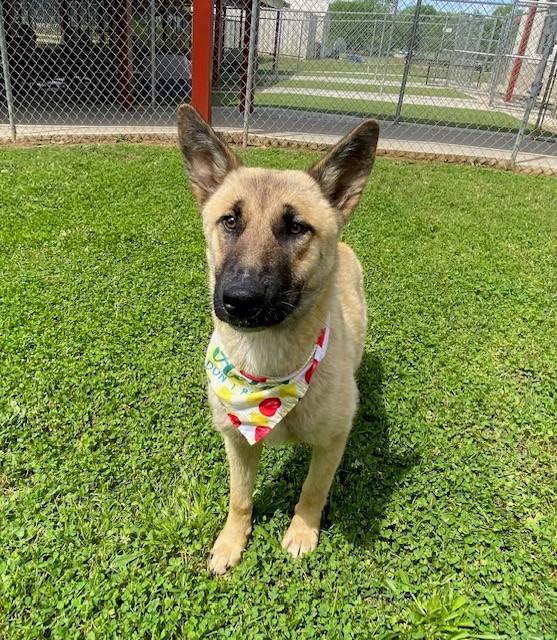 Victory , ADOPTABLE, Adult Female Belgian Shepherd / Malinois.