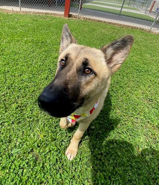 Enlarge Victory , a ADOPTABLE mixed breed in Fayetteville, AR image 3/5