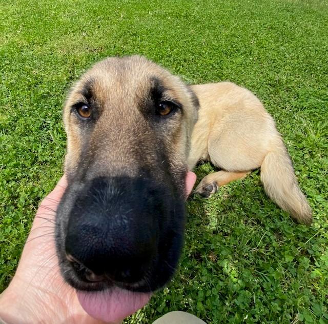 Enlarge Victory , a ADOPTABLE mixed breed in Fayetteville, AR image 5/5