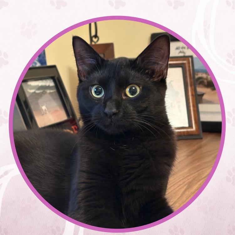 Enlarge Hera, a Adoptable Domestic Short Hair in Toms River, NJ image 1/6