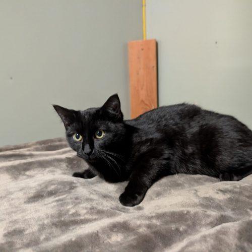 Hera, Adoptable, Kitten Female Domestic Short Hair.
