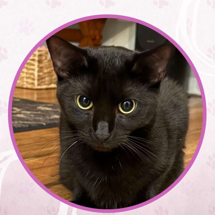 Hera, a Adoptable Domestic Short Hair in Toms River, NJ image 2/6