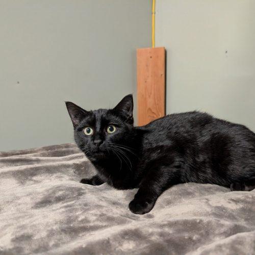 Enlarge Hera, a Adoptable Domestic Short Hair in Toms River, NJ image 3/6