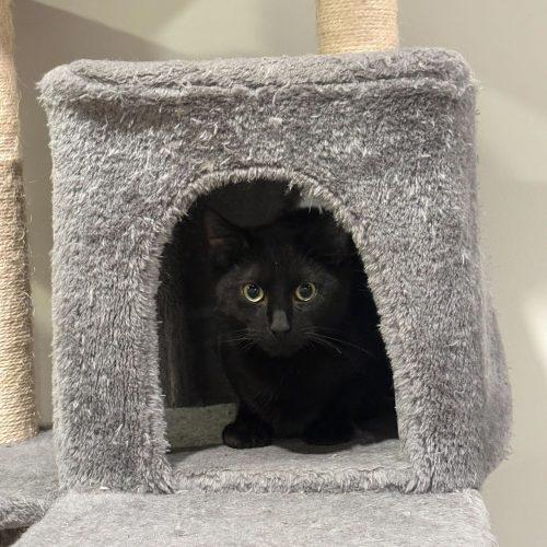 Enlarge Hera, a Adoptable Domestic Short Hair in Toms River, NJ image 4/6
