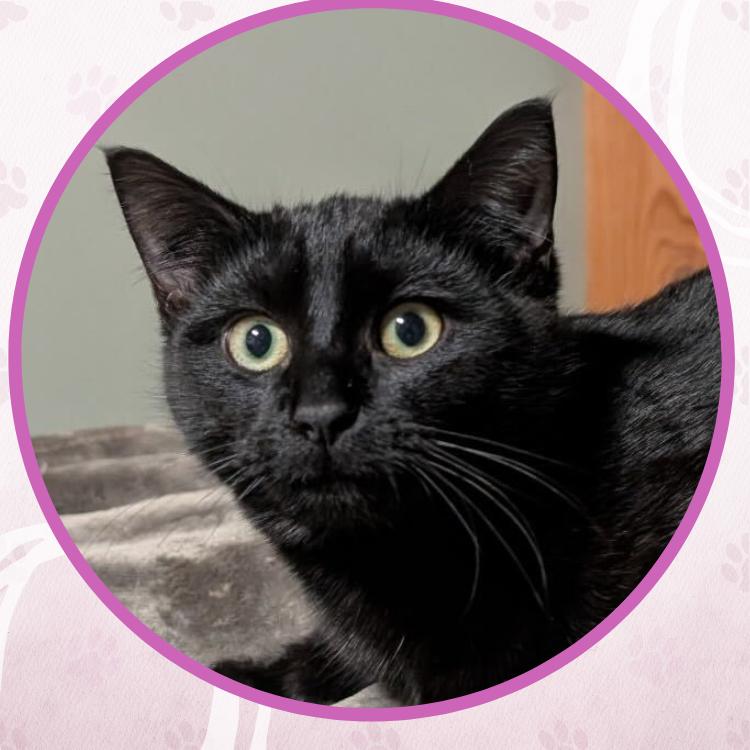 Enlarge Hera, a Adoptable Domestic Short Hair in Toms River, NJ image 5/6