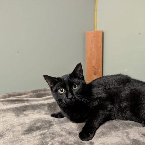 Enlarge Hera, a Adoptable Domestic Short Hair in Toms River, NJ image 6/6
