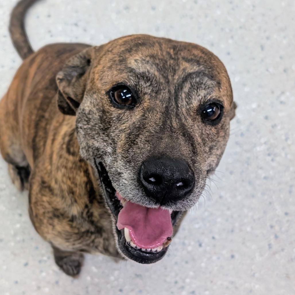 Ace, Adoptable, Adult Male Mixed Breed.