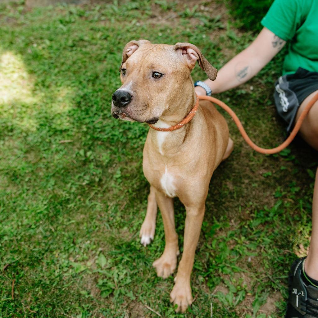 Enlarge Coriander, a ADOPTABLE Pit Bull Terrier in Chester Springs, PA image 3/6