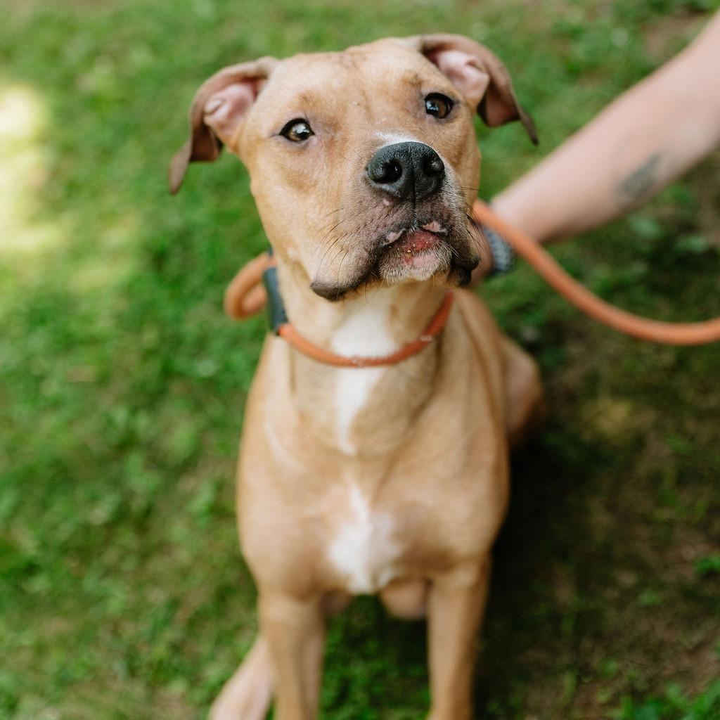 Enlarge Coriander, a ADOPTABLE Pit Bull Terrier in Chester Springs, PA image 4/6