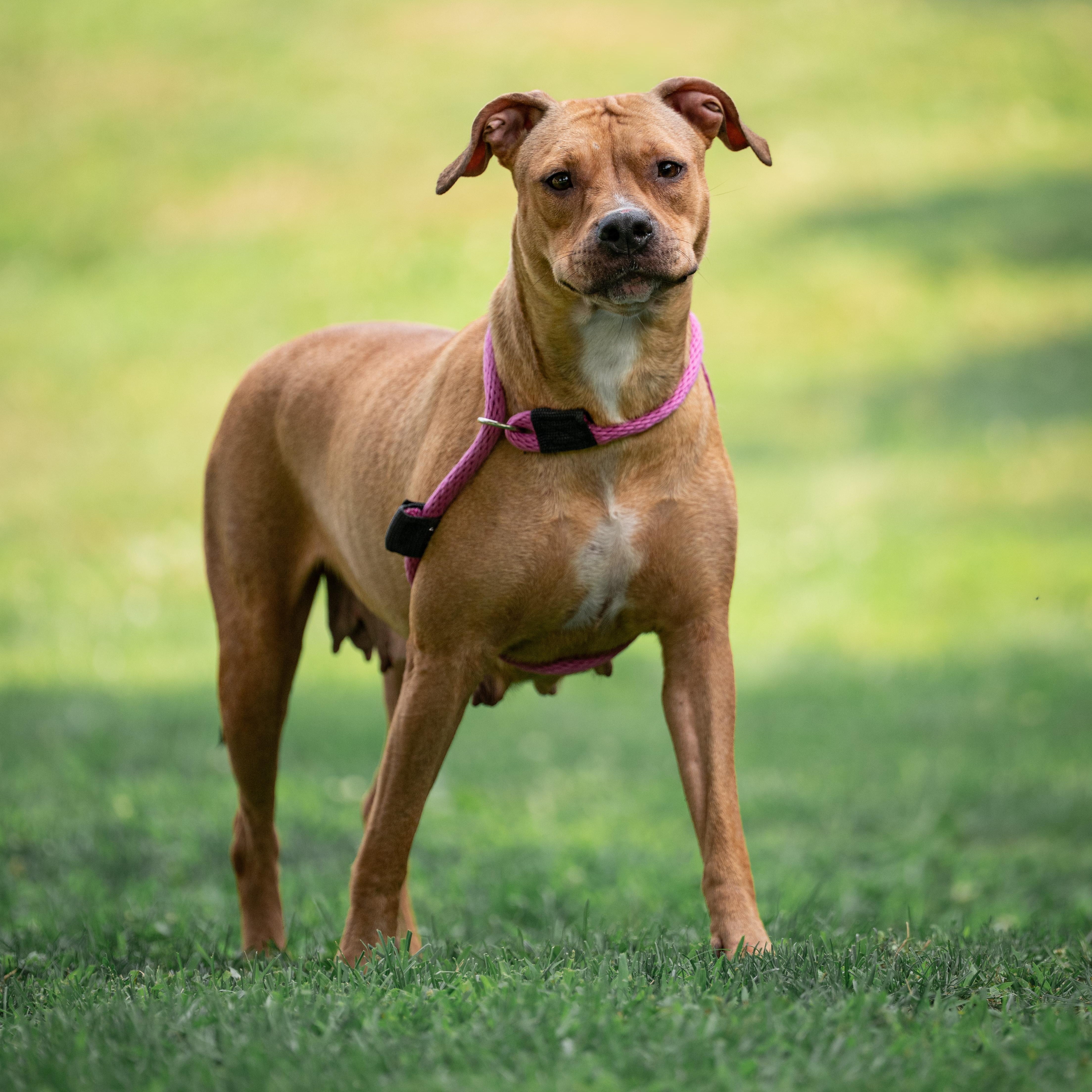 Enlarge Coriander, a ADOPTABLE Pit Bull Terrier in Chester Springs, PA image 1/6