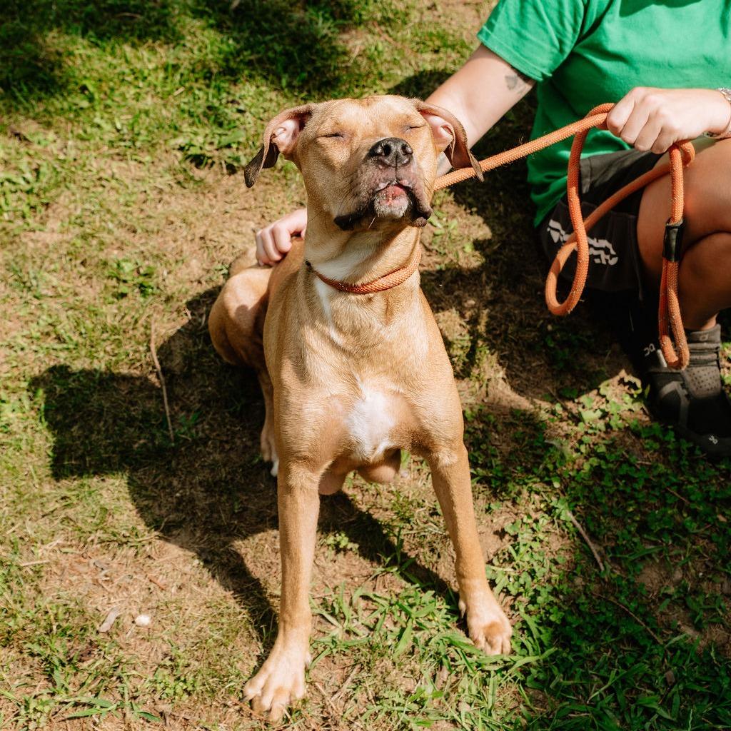 Enlarge Coriander, a ADOPTABLE Pit Bull Terrier in Chester Springs, PA image 5/6