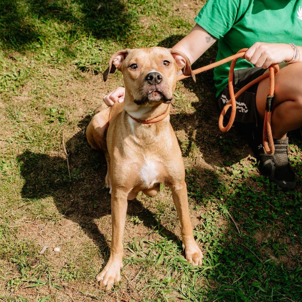 Enlarge Coriander, a ADOPTABLE Pit Bull Terrier in Chester Springs, PA image 2/6