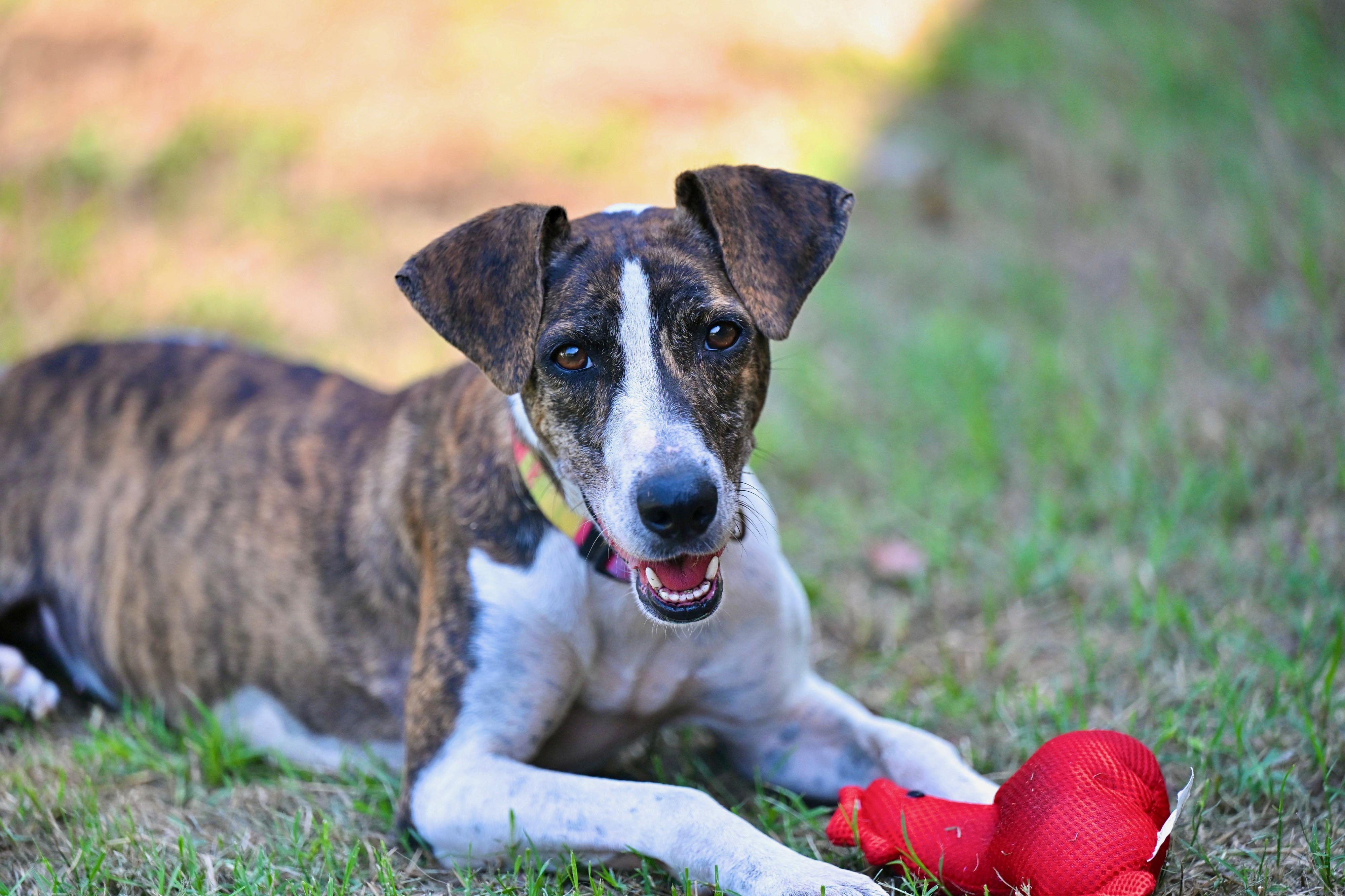 LuLu, Adoptable, Young Female Whippet.