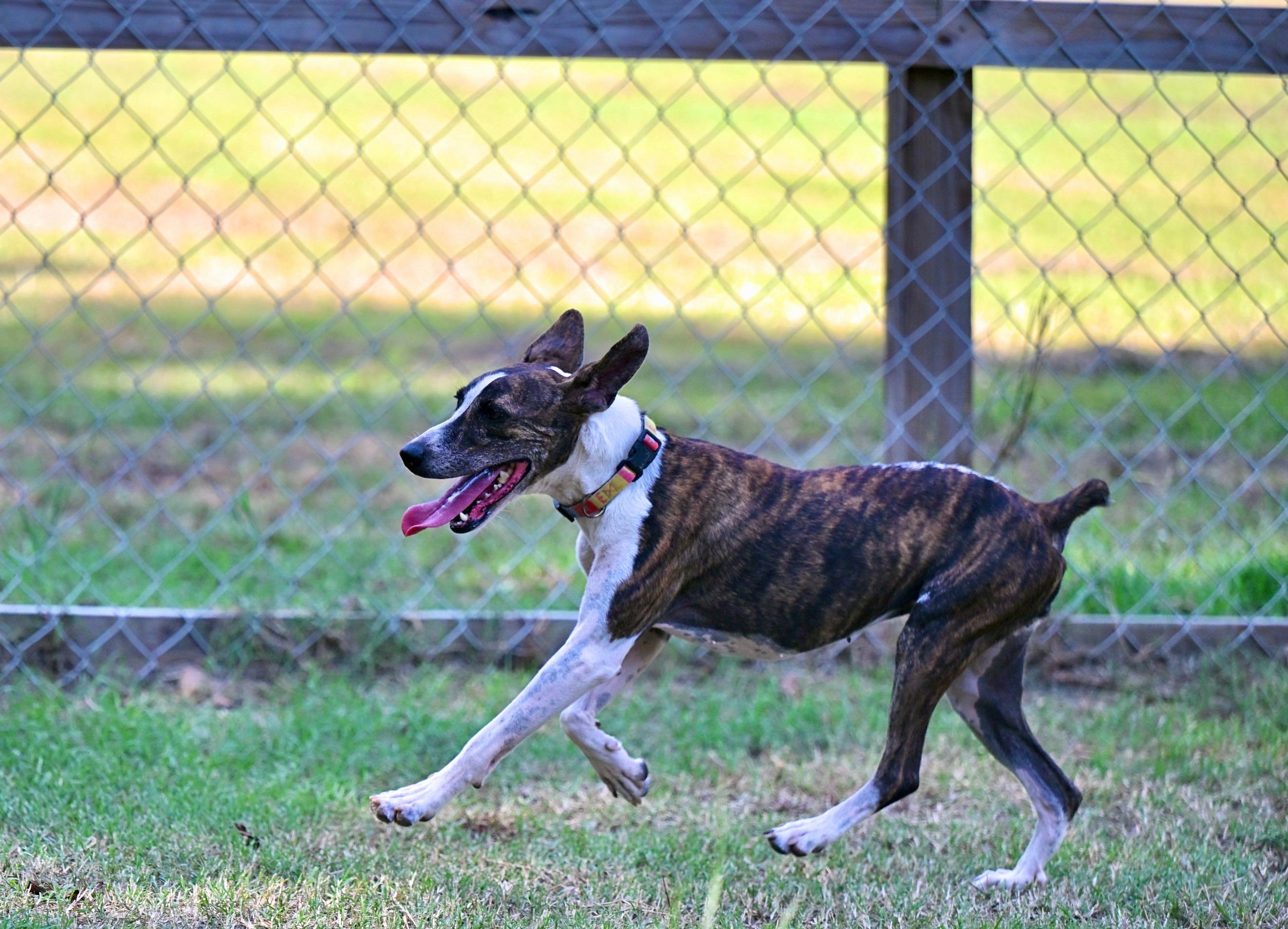 Enlarge LuLu, a Adoption Pending mixed breed in Hingham, MA image 2/2