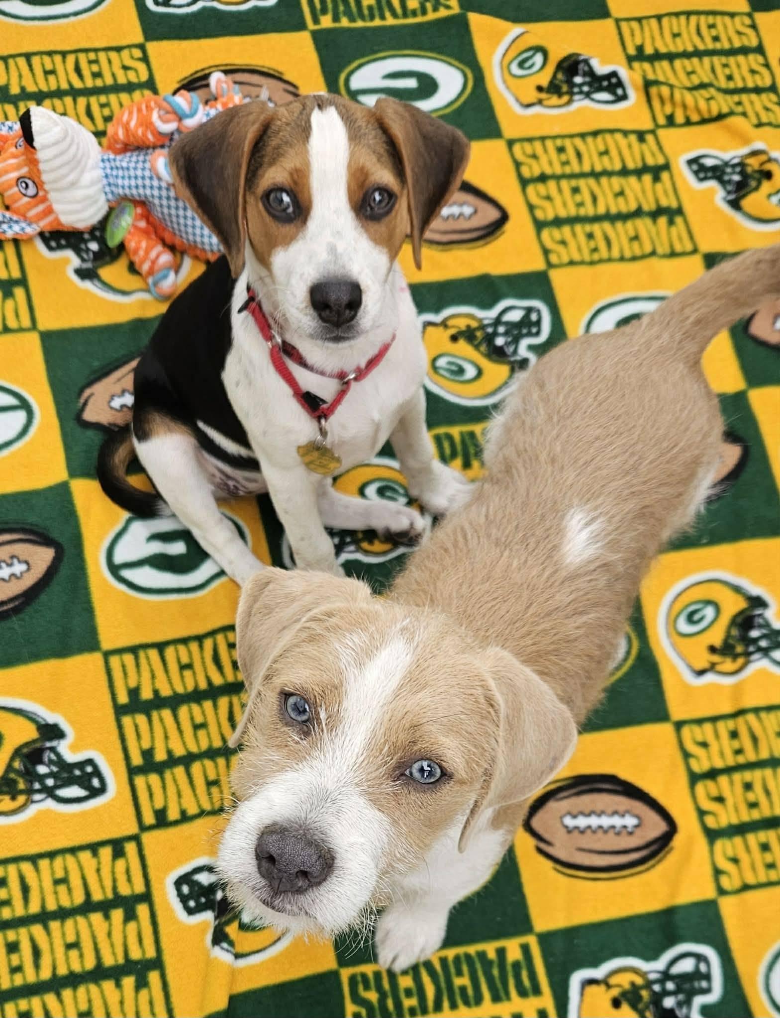Sweetie, a Adoptable mixed breed in Racine, WI image 2/3