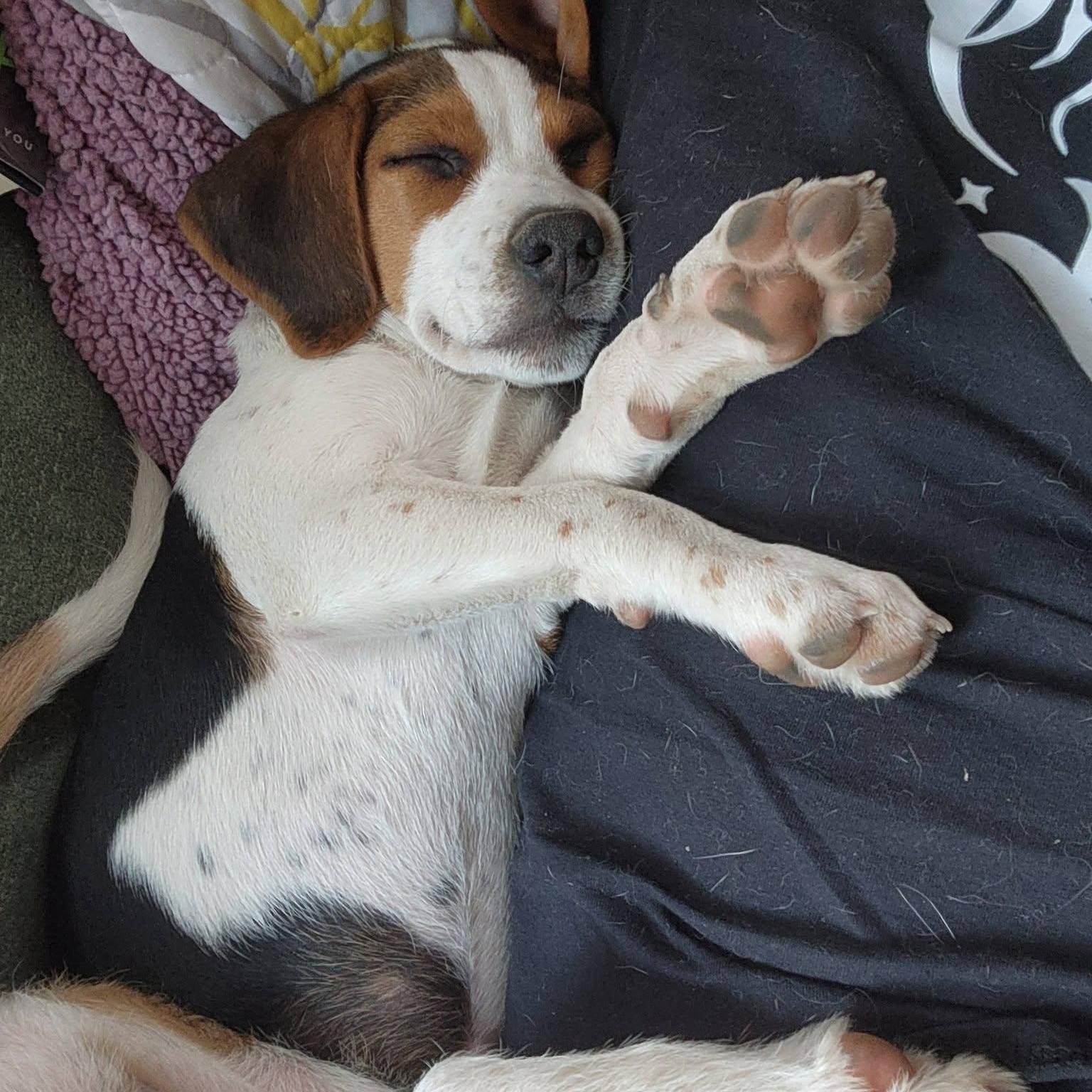 Sweetie, Adoptable, Puppy Female Beagle.