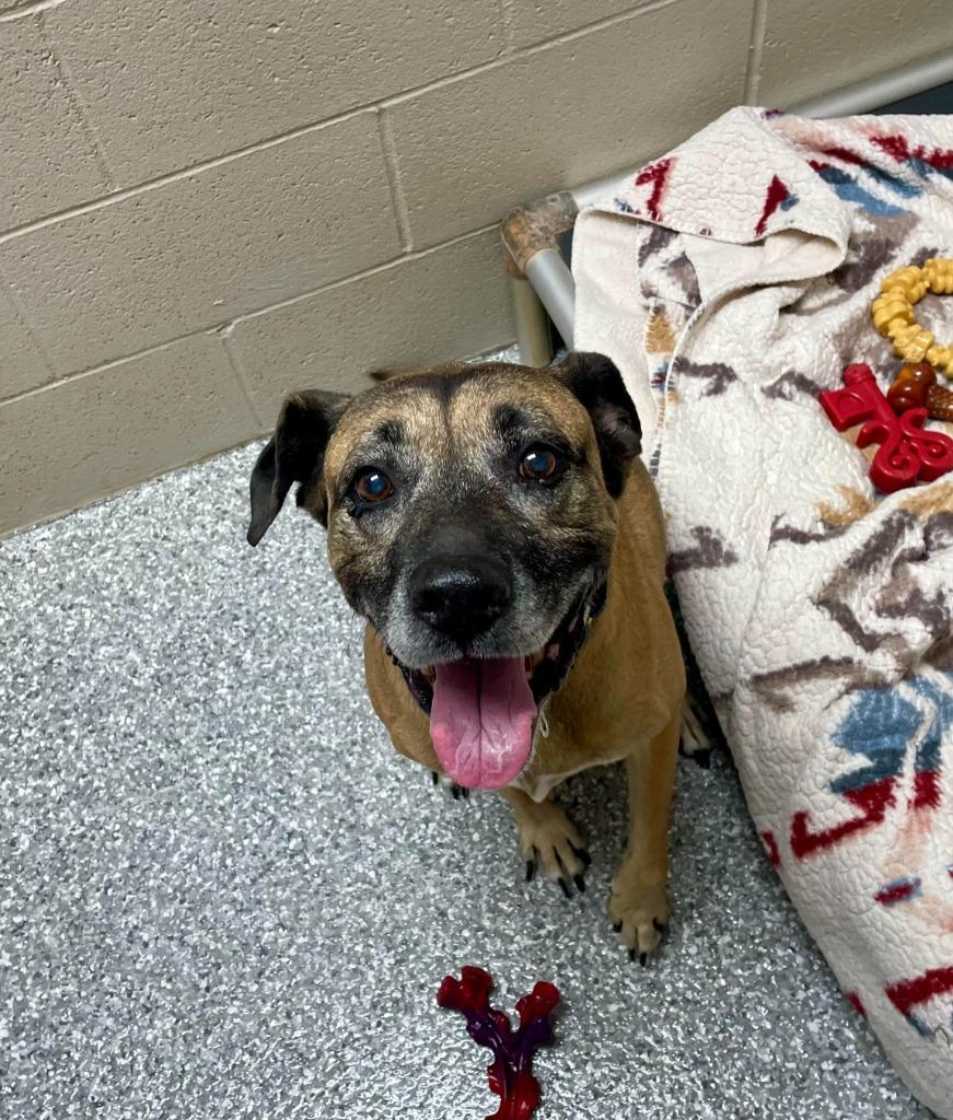 Belle, Adoptable, Senior Female Boxer.