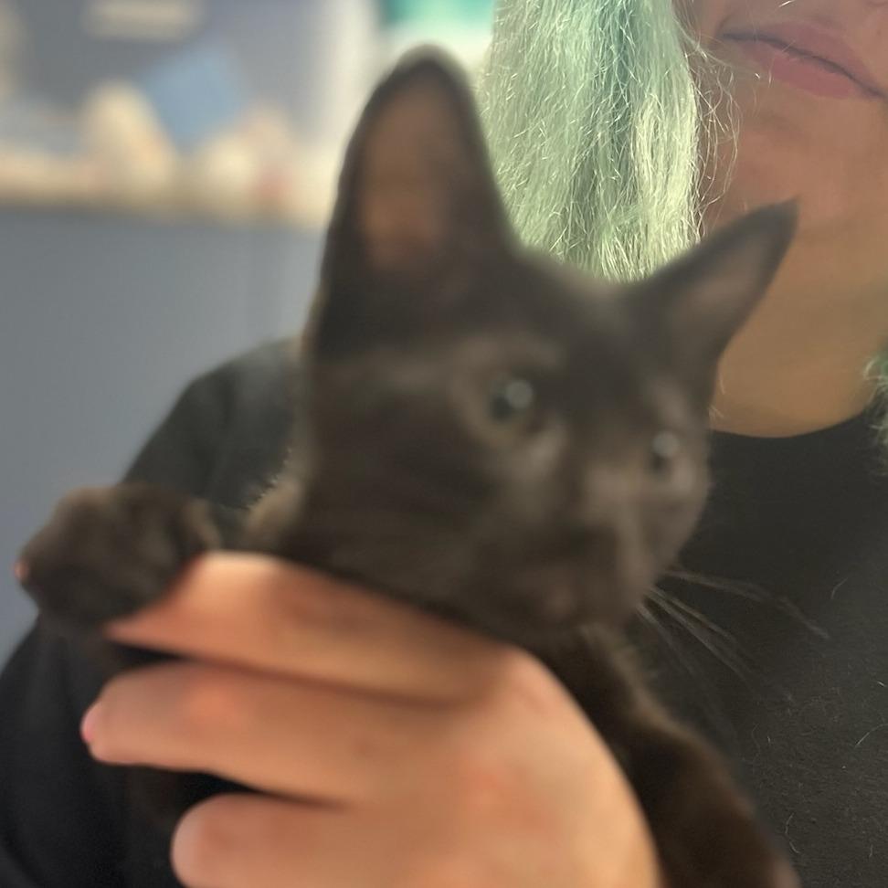 Callie, Adoptable, Kitten Female Domestic Short Hair.