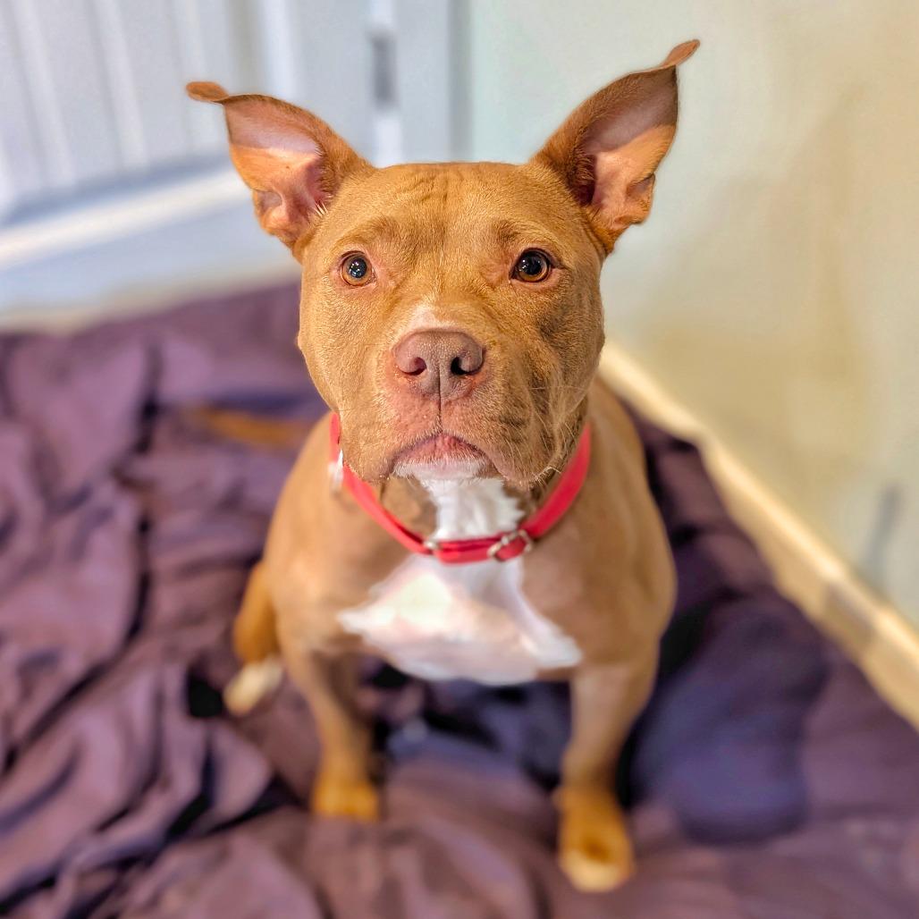 Potato, Adoptable, Adult Male Pit Bull Terrier.