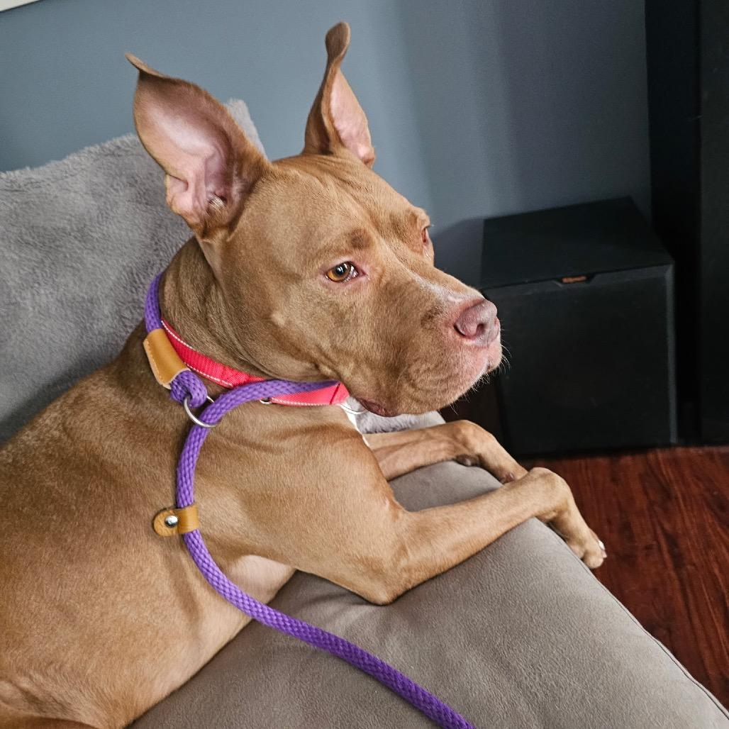 Potato, a Adoptable Pit Bull Terrier in Saint Charles, MO image 2/6