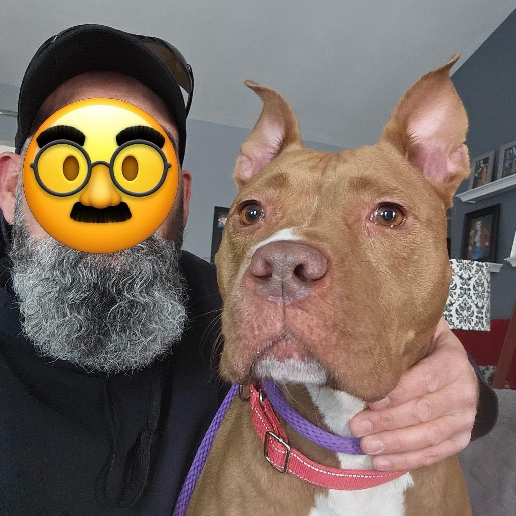 Potato, a Adoptable Pit Bull Terrier in Saint Charles, MO image 3/6