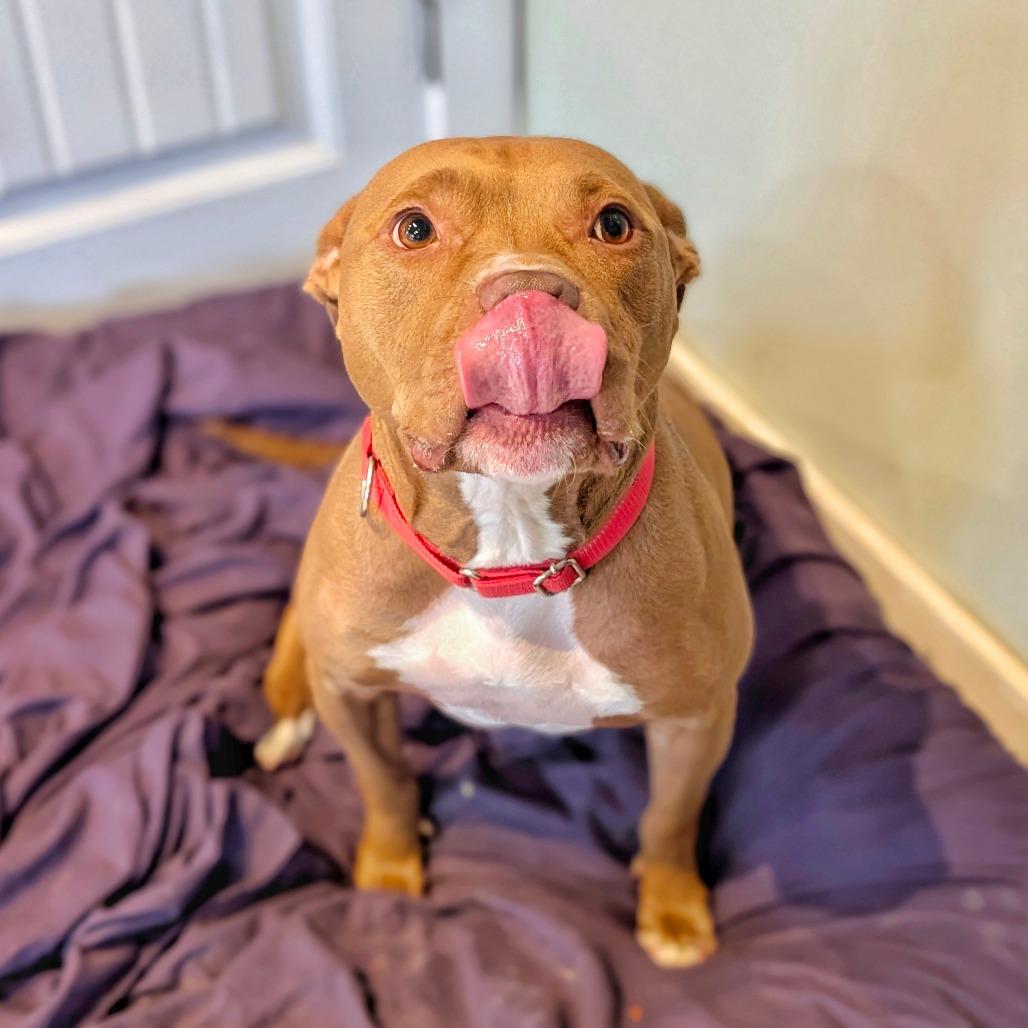 Potato, a Adoptable Pit Bull Terrier in Saint Charles, MO image 4/6