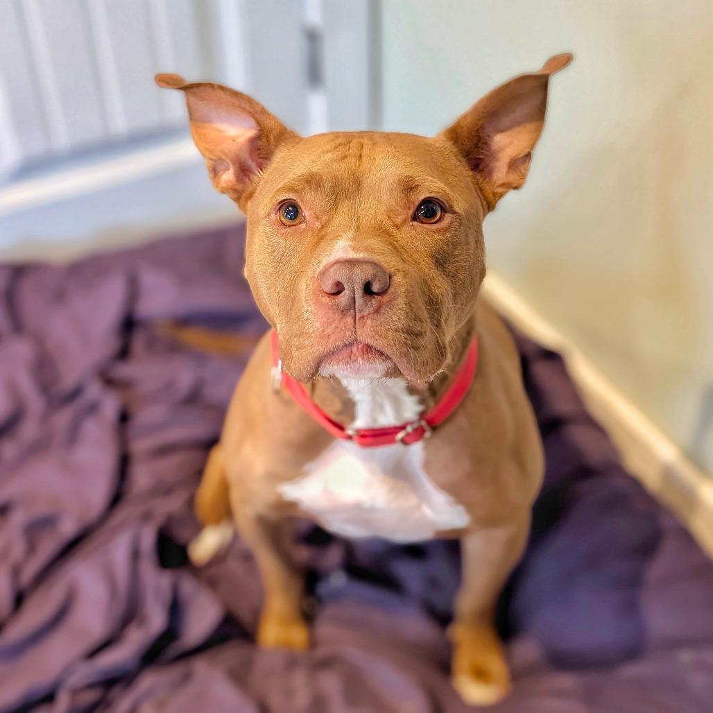 Potato, a Adoptable Pit Bull Terrier in Saint Charles, MO image 5/6