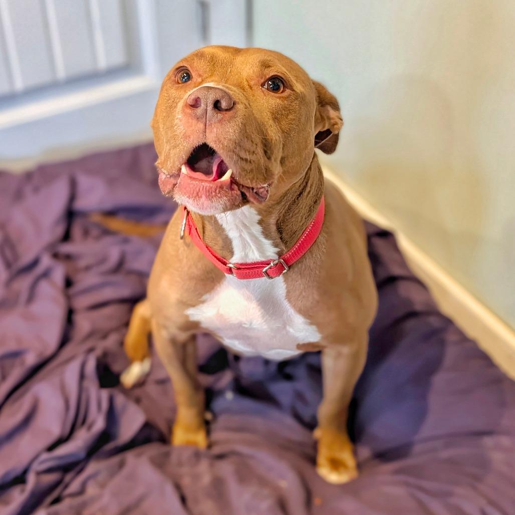 Potato, a Adoptable Pit Bull Terrier in Saint Charles, MO image 6/6