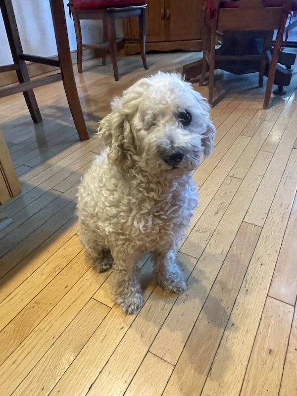 Enlarge Kevin, a Adopted Poodle (Toy) in Santa Cruz, CA image 2/5