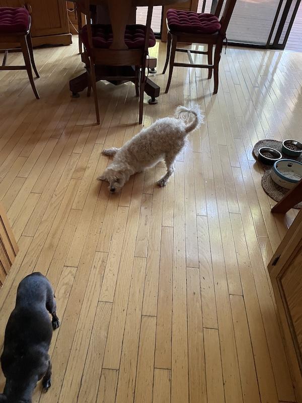 Enlarge Kevin, a Adopted Poodle (Toy) in Santa Cruz, CA image 3/5