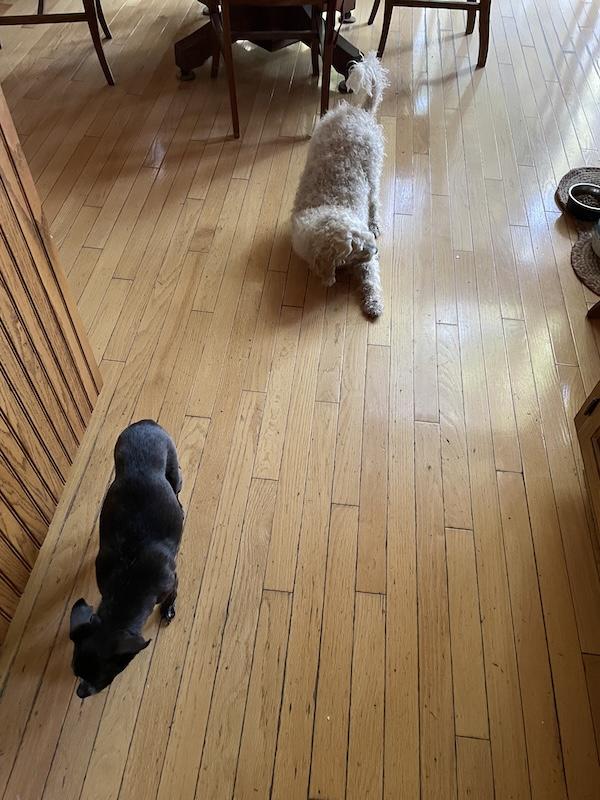 Enlarge Kevin, a Adopted Poodle (Toy) in Santa Cruz, CA image 4/5